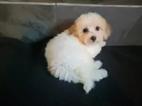 Sissy, a female Bichpoo for sale in La Harpe, IL – 5 of 10