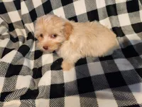 Tater, a male Havapoo for sale in La Harpe, IL – 6 of 10
