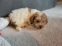 Sissy, a female Poodle - Toy  for sale in La Harpe, IL – 2 of 10