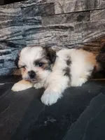 Stanley, a male Shihpoo for sale in La Harpe, IL – 7 of 9