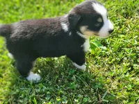 Levi Blue Eyes, a male Miniature Australian Shepherd for sale in La Harpe, IL – 3 of 8