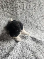 Precious , a female Bichpoo for sale in La Harpe, IL – 4 of 10