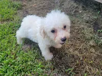 Gracie , a female Bichpoo for sale in La Harpe, IL – 5 of 9