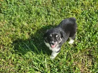 Loretta, a female Miniature Australian Shepherd for sale in La Harpe, IL – 5 of 6