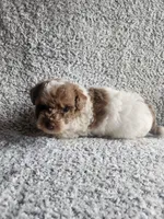 Sissy, a female Poodle - Toy  for sale in La Harpe, IL – 6 of 9