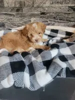 Bronson, a male Havapoo for sale in La Harpe, IL – 3 of 6