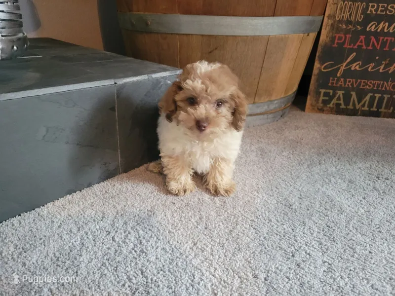Sissy – Poodle - Toy  puppy for sale in La Harpe, IL