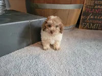 Sissy, a female Poodle - Toy  for sale in La Harpe, IL – 1 of 10