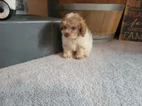 Sissy, a female Poodle - Toy  for sale in La Harpe, IL – 4 of 10