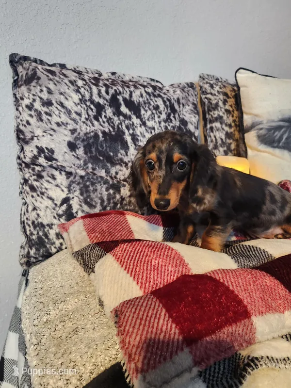 Luke, a male Miniature Dachshund for sale in La Harpe, IL – Photo 1 of 10