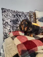 Luke, a male Miniature Dachshund for sale in La Harpe, IL – Photo 1 of 10
