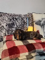 Luke, a male Miniature Dachshund for sale in La Harpe, IL – Photo 2 of 10