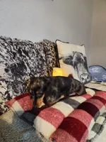 Luke, a male Miniature Dachshund for sale in La Harpe, IL – Photo 4 of 10