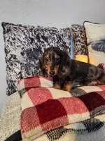 Luke, a male Miniature Dachshund for sale in La Harpe, IL – Photo 5 of 10