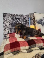 Luke, a male Miniature Dachshund for sale in La Harpe, IL – Photo 6 of 10