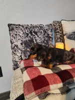 Luke, a male Miniature Dachshund for sale in La Harpe, IL – Photo 3 of 10