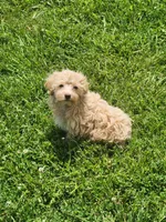 Prince, a male Havapoo for sale in La Harpe, IL – 2 of 10