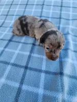Chandler, a male Miniature Dachshund for sale in La Harpe, IL – 2 of 6