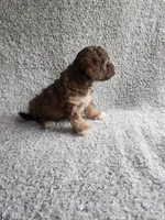 Tinker Bell, a female Poodle - Toy  for sale in La Harpe, IL – 7 of 7