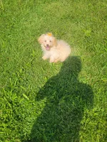 Tater, a male Havapoo for sale in La Harpe, IL – 4 of 10