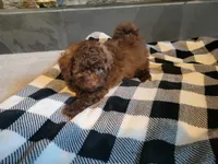 Cocoa , a male Poodle - Toy  for sale in La Harpe, IL – 5 of 10