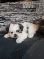 Stanley, a male Shihpoo for sale in La Harpe, IL – 9 of 9