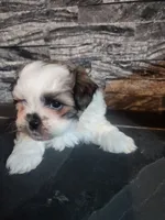 Stanley, a male Shihpoo for sale in La Harpe, IL – 6 of 9