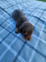 Hershey , a female Miniature Dachshund for sale in La Harpe, IL – 6 of 8