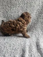 Hank, a male Poodle - Toy  for sale in La Harpe, IL – 4 of 7