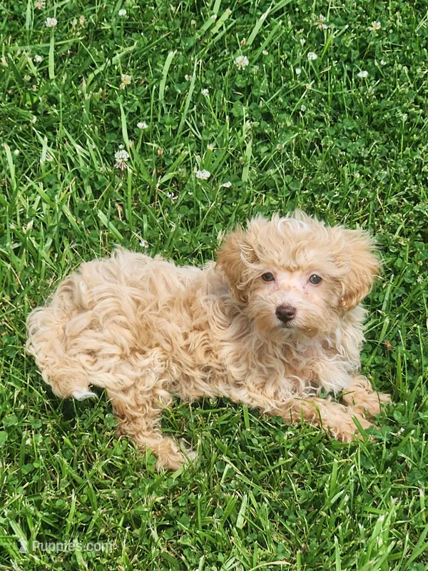 Prince – Havapoo puppy for sale in La Harpe, IL