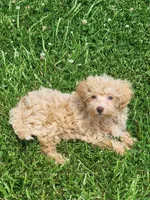 Prince, a male Havapoo for sale in La Harpe, IL – 1 of 10