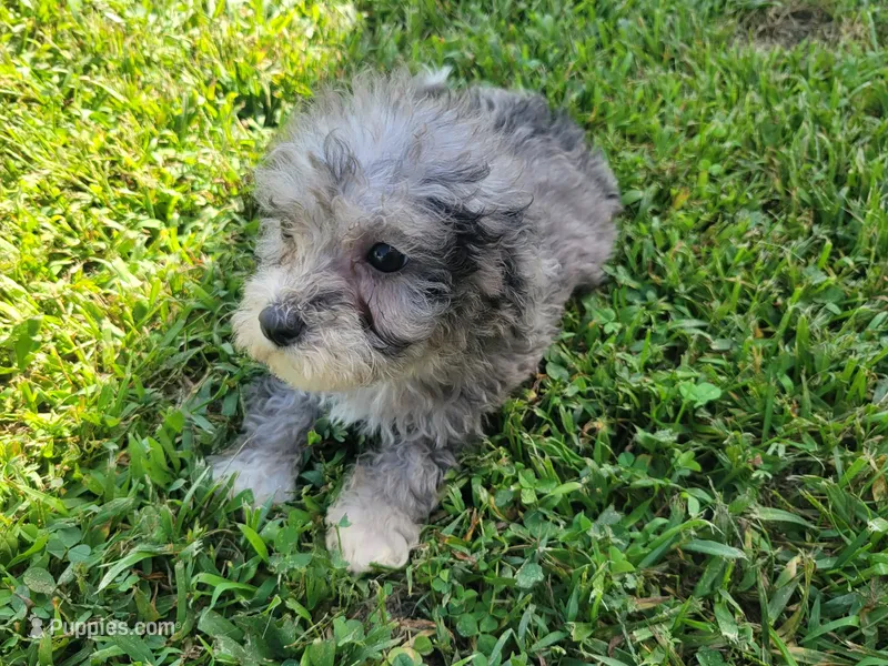 Tinley – Bichpoo puppy for sale in La Harpe, IL