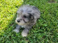 Tinley, a female Bichpoo for sale in La Harpe, IL – 1 of 10