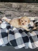 Teddy, a male Havapoo for sale in La Harpe, IL – 4 of 5