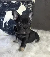 ♦ black & tan male ♦, a male French Bulldog for sale in Denver, CO – 1 of 1
