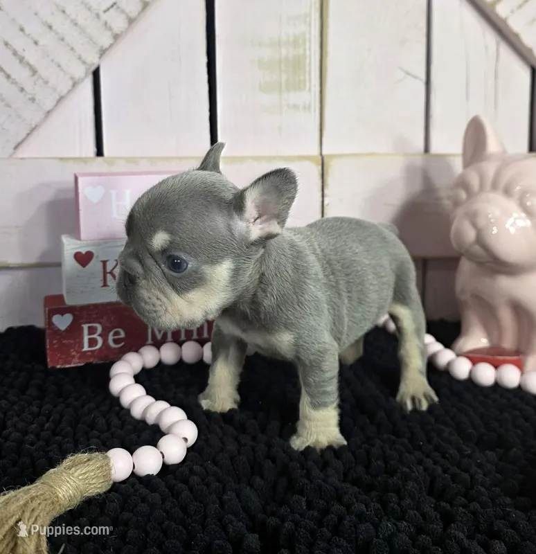 gray/tan pointed female