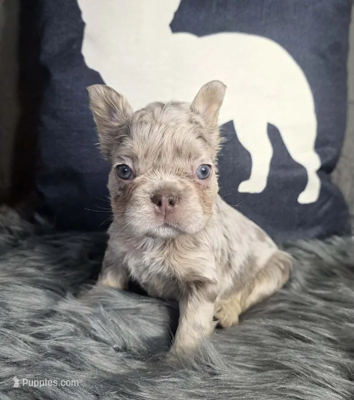 SUPER NICE MERLE FLUFFY FRENCHIE – French Bulldog puppy for sale in Denver, CO
