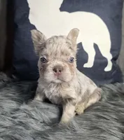 SUPER NICE MERLE FLUFFY FRENCHIE, a male French Bulldog for sale in Denver, CO – 1 of 1