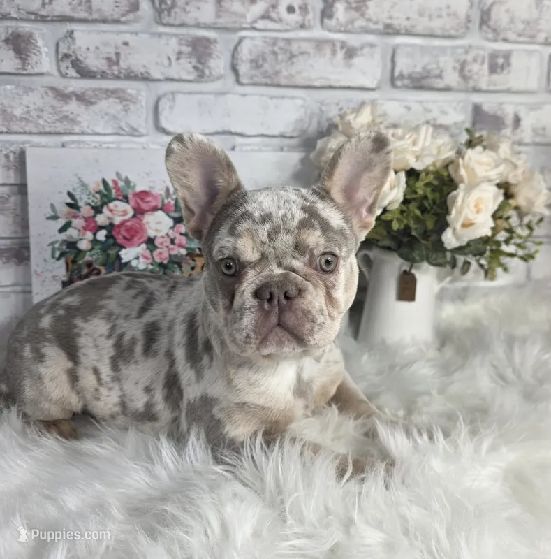 gorgeous merle female