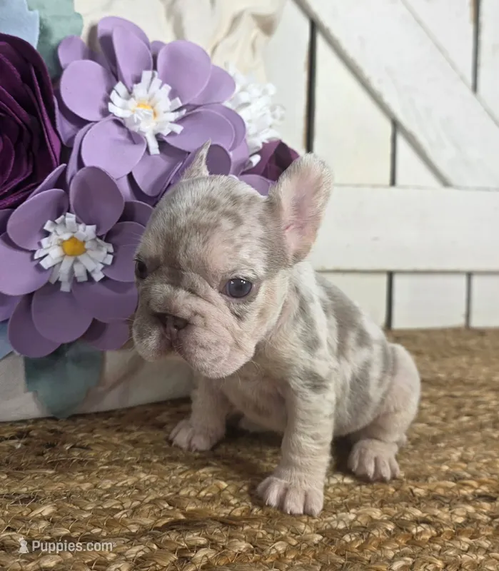 GORGEOUS MERLE FEMALE – French Bulldog puppy for sale in Denver, CO