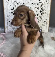 Adorable Wirehaired Red Mini Dachshund, a female Miniature Dachshund for sale in Denver, CO – 2 of 3