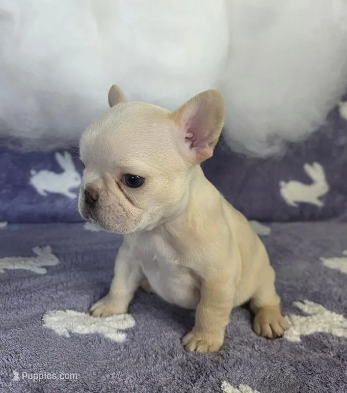adorable girll – French Bulldog puppy for sale in Denver, CO