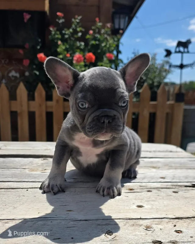 Blue & Tan Adorable Guy – French Bulldog puppy for sale in Denver, CO