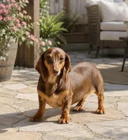 Adult Mini Dachshund-SPAYED, a female Miniature Dachshund for sale in Denver, CO – 1 of 1