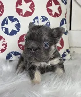 FLUFFY FRENCH BULLDOG, a male French Bulldog for sale in Denver, CO – 3 of 5