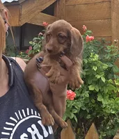 Adorable Wirehaired Red Mini Dachshund, a female Miniature Dachshund for sale in Denver, CO – 3 of 3