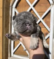 FLUFFY FRENCH BULLDOG, a male French Bulldog for sale in Denver, CO – 1 of 1