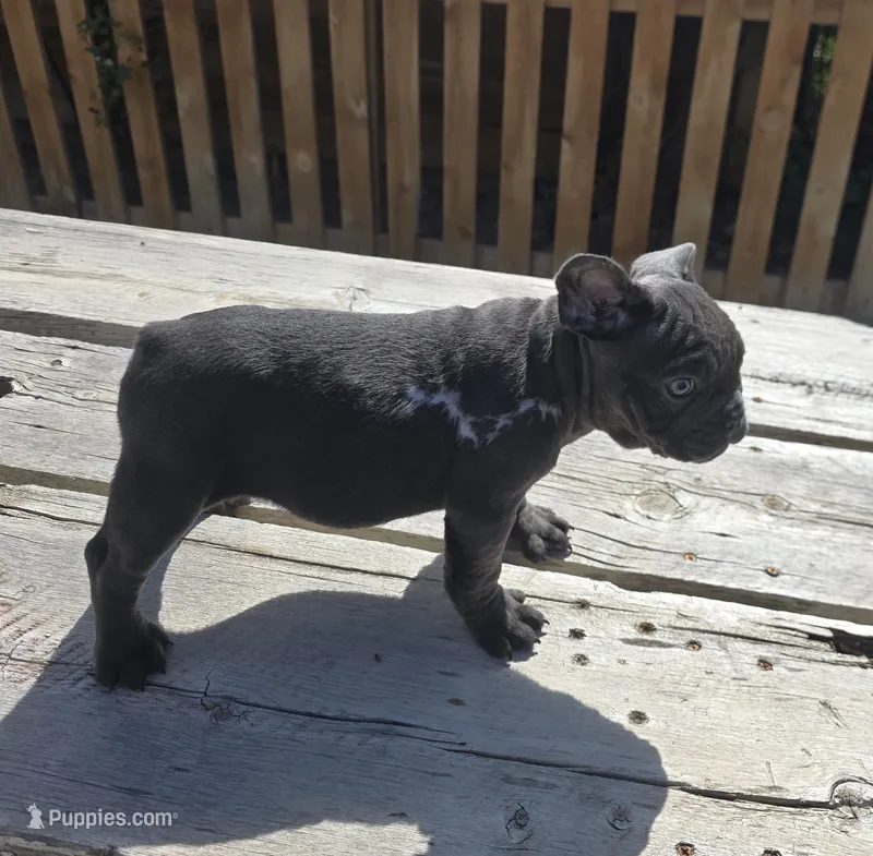 Blue Male – French Bulldog puppy for sale in Denver, CO
