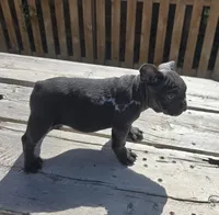 Blue Male, a male French Bulldog for sale in Denver, CO – 1 of 3