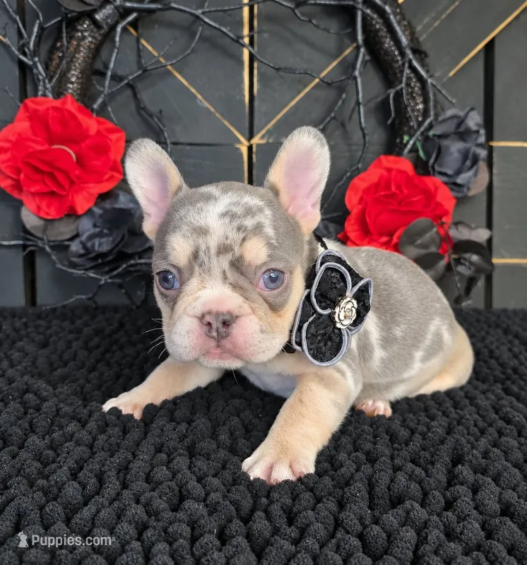 MERLE FEMALE FRENCHIE ♥ – French Bulldog puppy for sale in Denver, CO